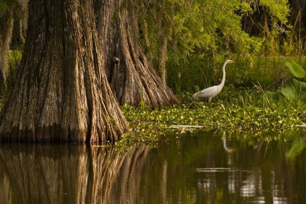 Louisiana Bald cypress and great egret